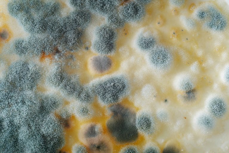 How to Test your Home for Mold: 2021 Update : Real Estate Agent PDX